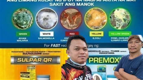 ipot ng manok na may sakit|Ang Limang kulay Ng ipot na nagpapakita na may sakit Ang manok.